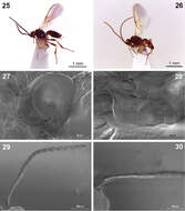 Image of Dinotrema lagunasense Peris-Felipo