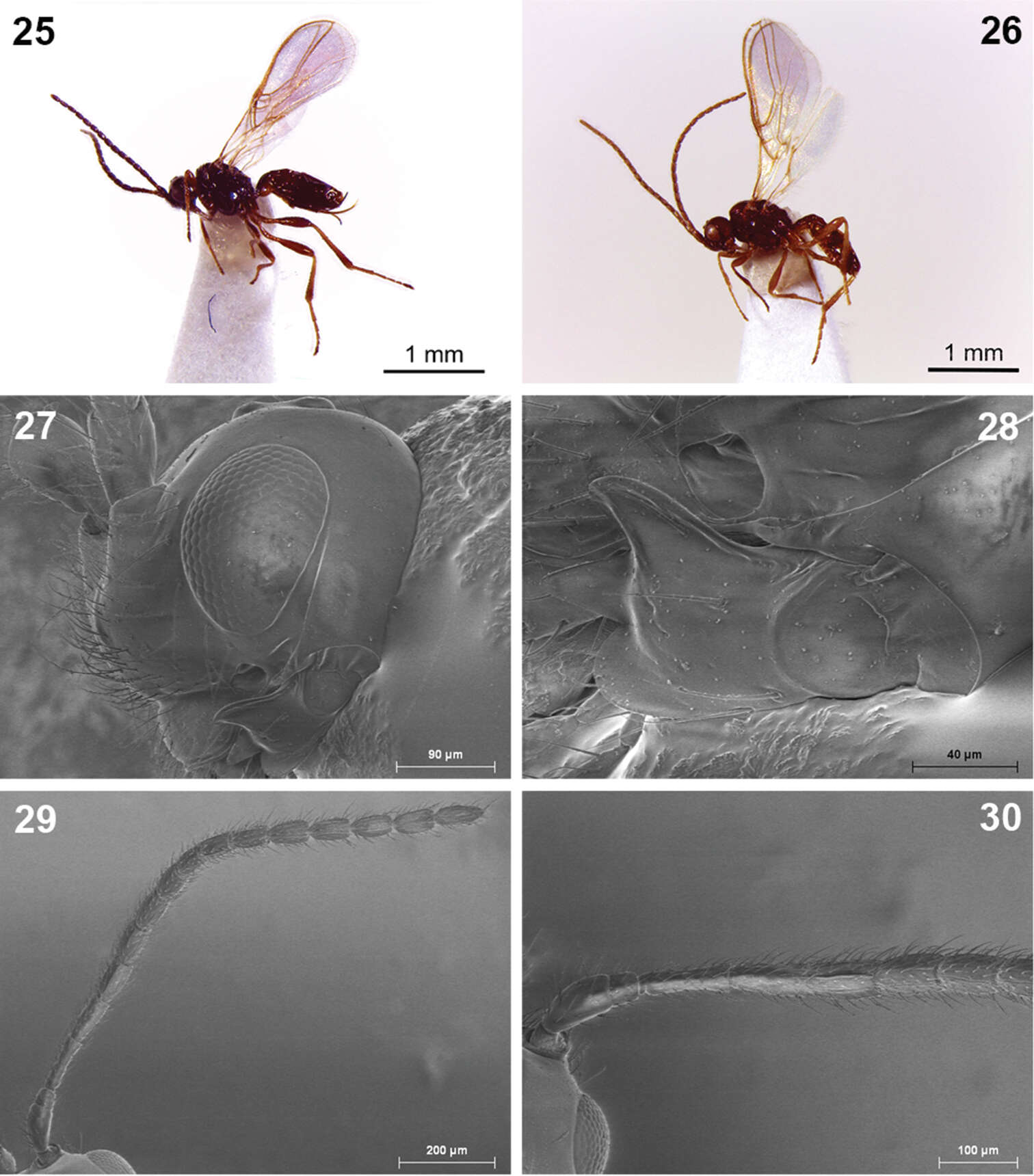 Plancia ëd Dinotrema lagunasense Peris-Felipo