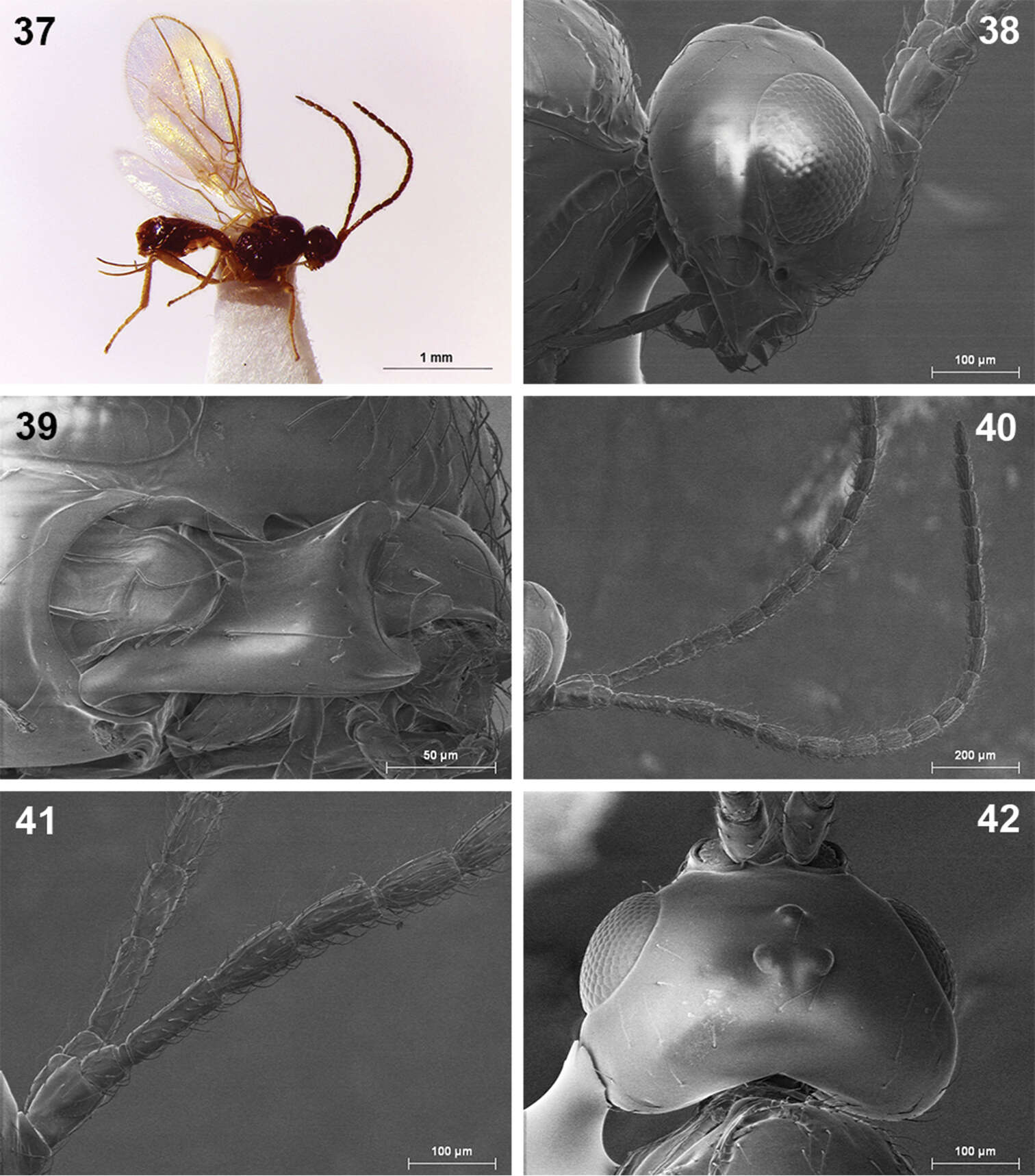 Plancia ëd Dinotrema pilarae Peris-Felipo