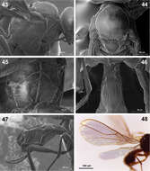 Plancia ëd Dinotrema pilarae Peris-Felipo