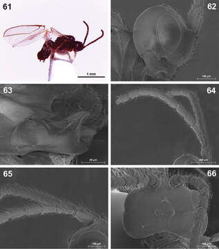 Plancia ëd Dinotrema teresae Peris-Felipo