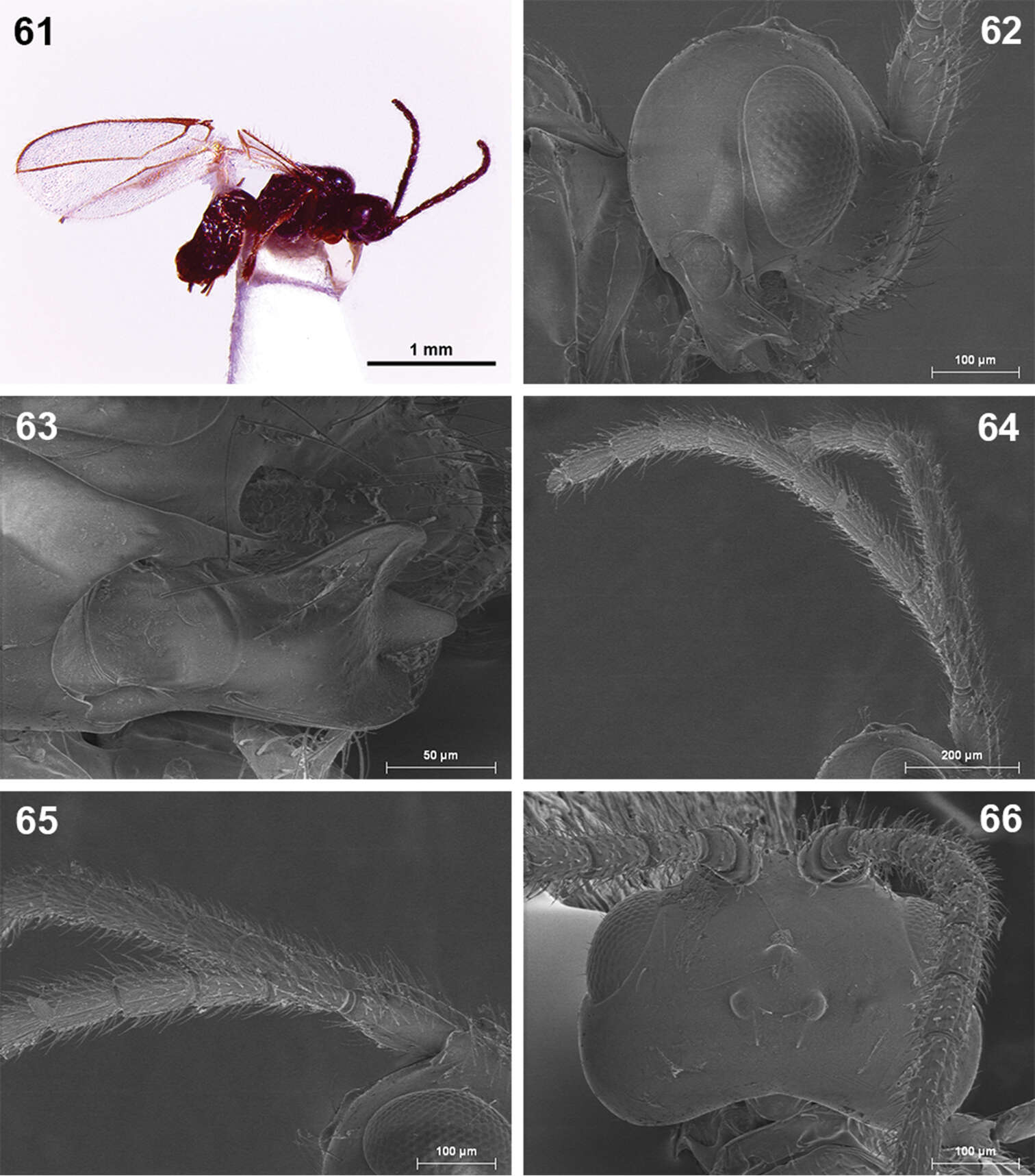 Plancia ëd Dinotrema teresae Peris-Felipo