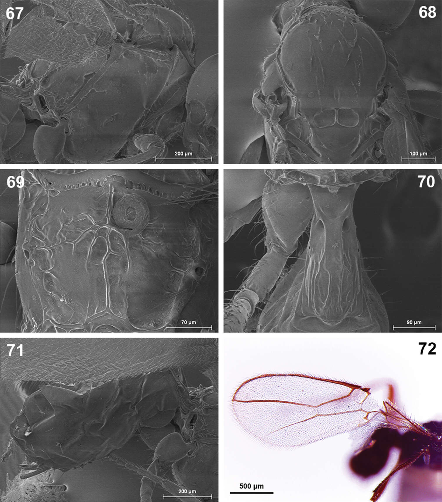 Image of Dinotrema teresae Peris-Felipo