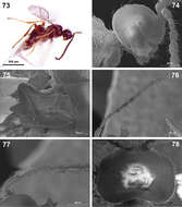 Imagem de <i>Dinotrema tinencaense</i> Peris-Felipo 2013