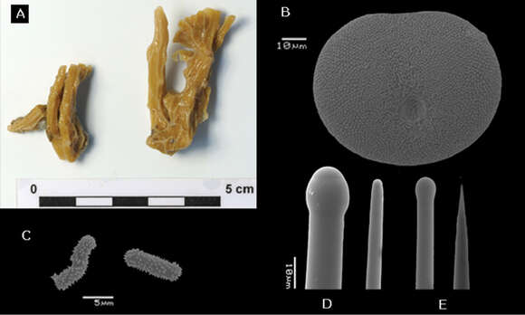 Image of Placospongia santodomingoae Becking 2013