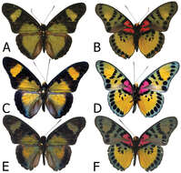 Image of Euphaedra sarcoptera nipponicorum Carcasson 1965