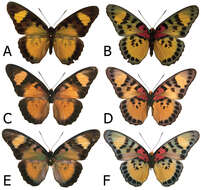 Euphaedra sarcoptera nipponicorum Carcasson 1965 resmi