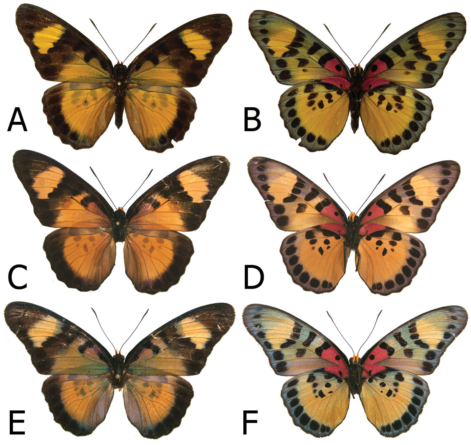 Euphaedra sarcoptera nipponicorum Carcasson 1965 resmi