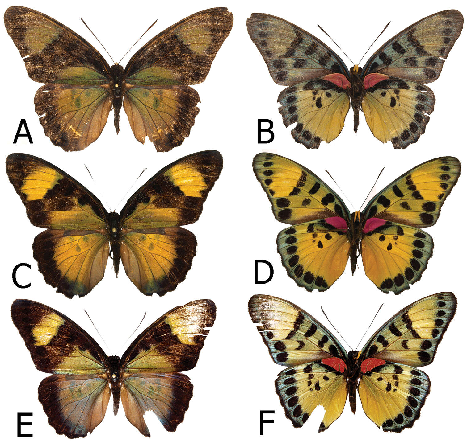 Plancia ëd Euphaedra cyparissa cyparissa (Cramer)