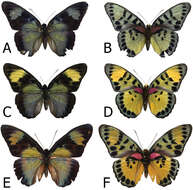 Image of Euphaedra cyparissa aurata Carpenter 1895