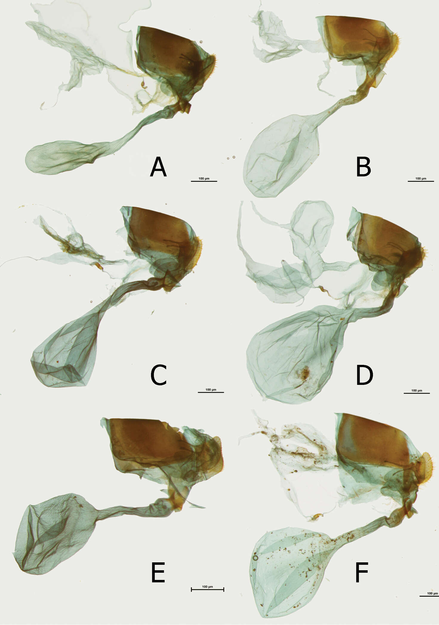 Image of Euphaedra cyparissa aurata Carpenter 1895