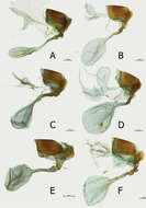 Imagem de <i>Euphaedra cyparissa nominalina</i>