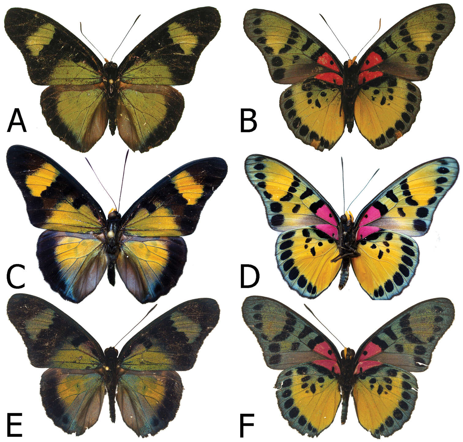 <i>Euphaedra sarcoptera styx</i> Larsen & Warren-Gash 2003 resmi