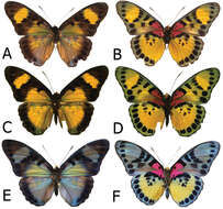 Image of <i>Euphaedra sarcoptera styx</i> Larsen & Warren-Gash 2003