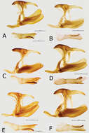 <i>Euphaedra sarcoptera styx</i> Larsen & Warren-Gash 2003 resmi