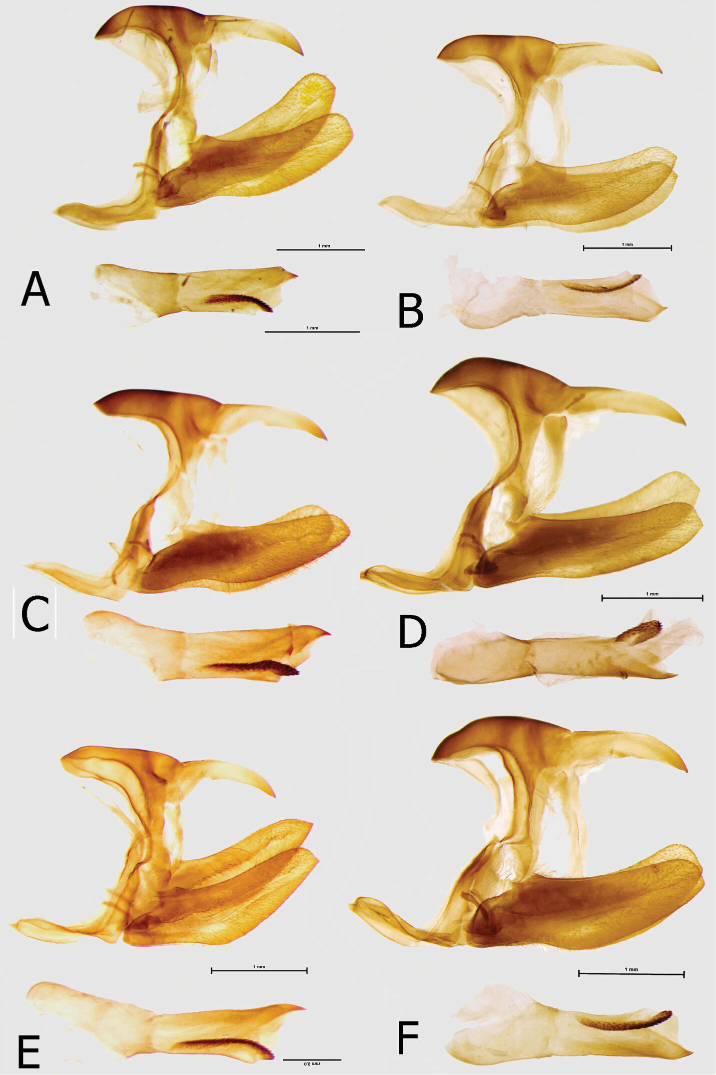 Image of <i>Euphaedra sarcoptera styx</i> Larsen & Warren-Gash 2003