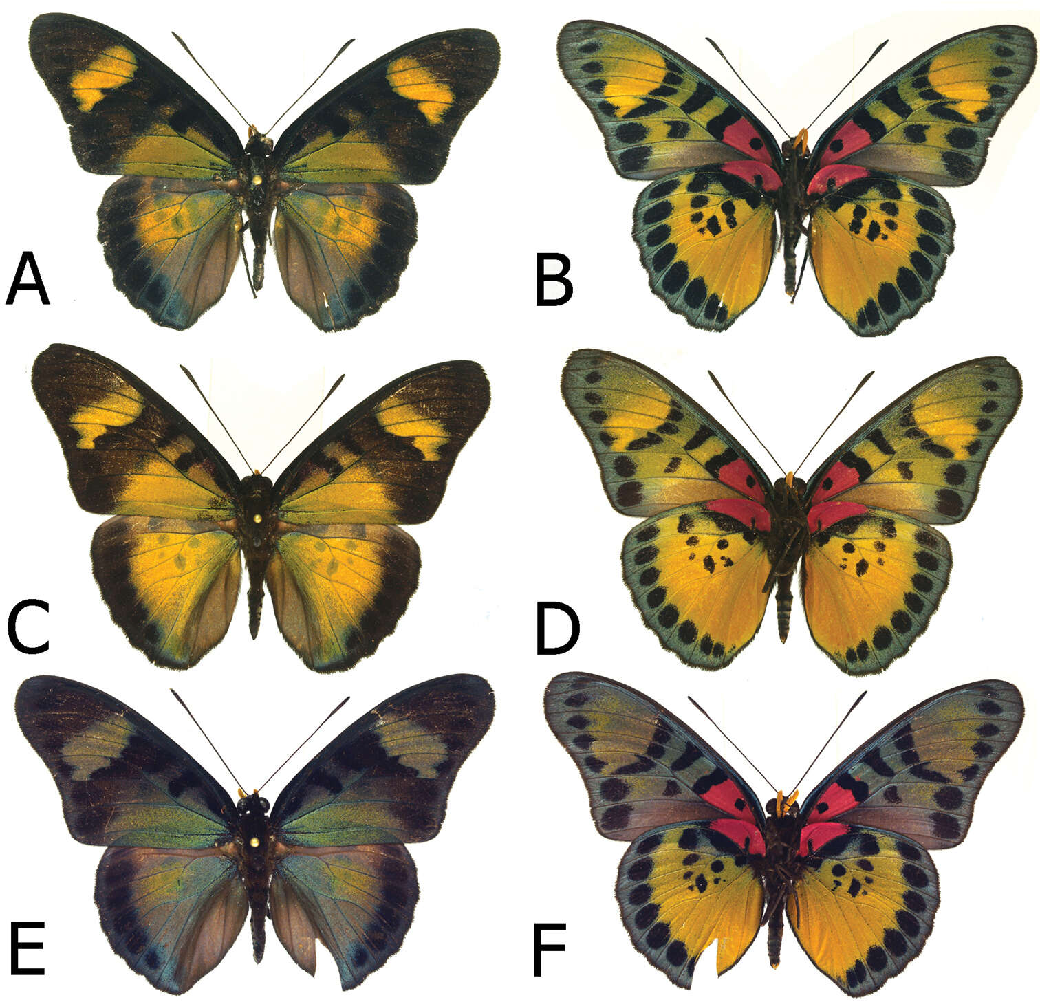 Image of <i>Euphaedra sarcoptera ferrea</i>