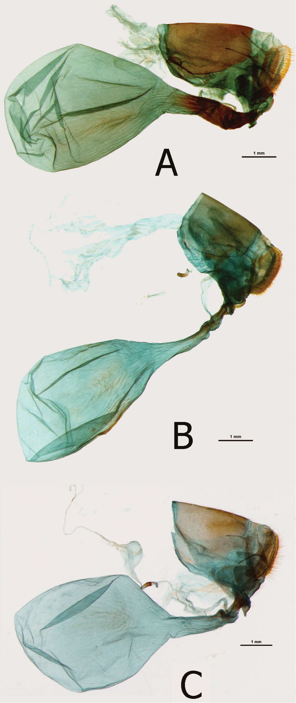 Image of <i>Euphaedra sarcoptera ferrea</i>