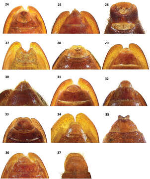 Image of Cymatodera capax Burke