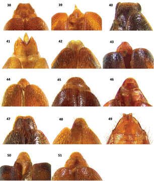 Image of Cymatodera capax Burke