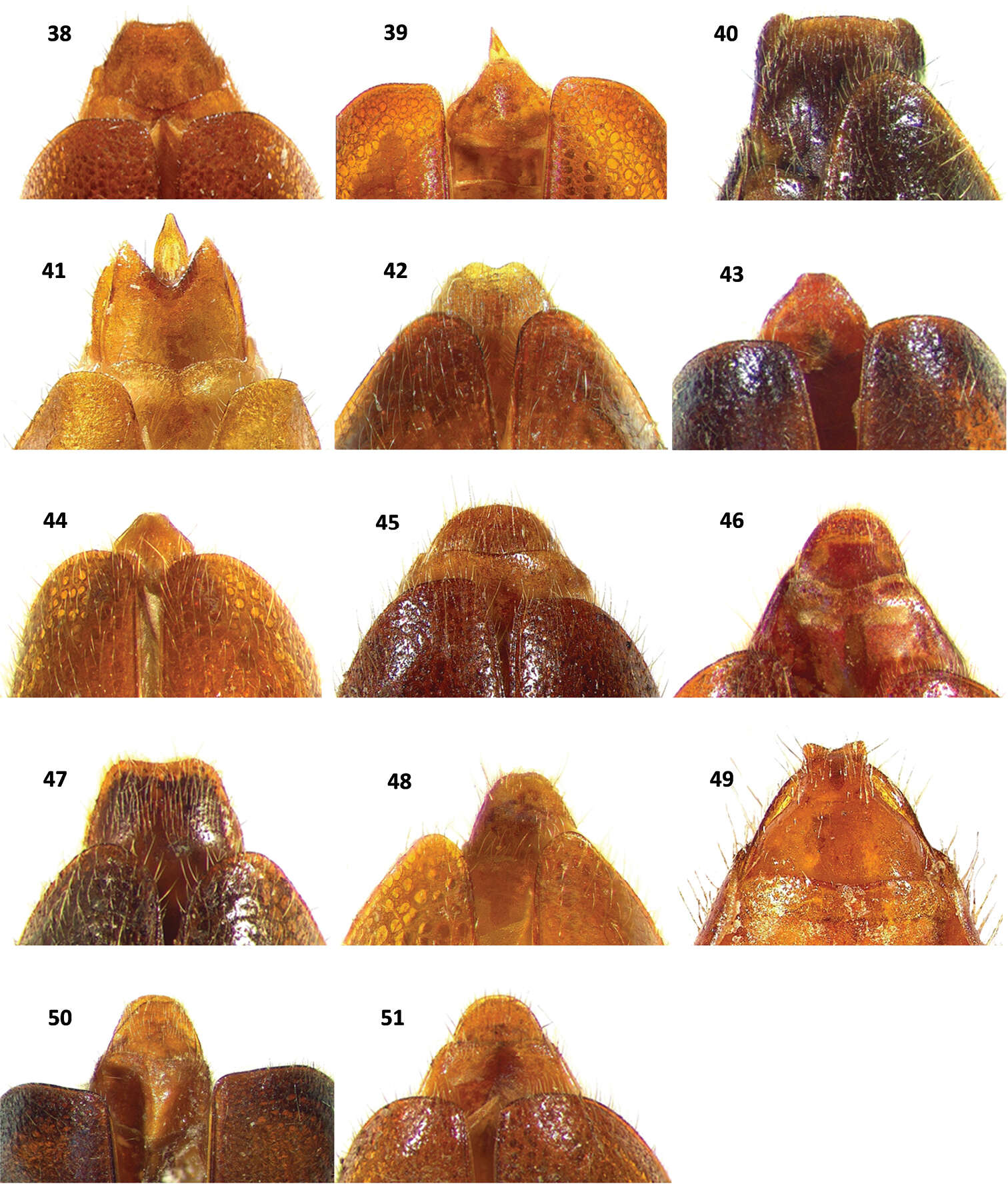 Image de Cymatodera sinuosa Burke