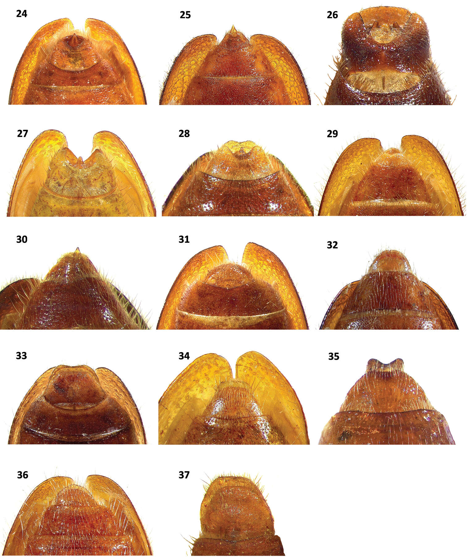 Image de Cymatodera vittata Burke