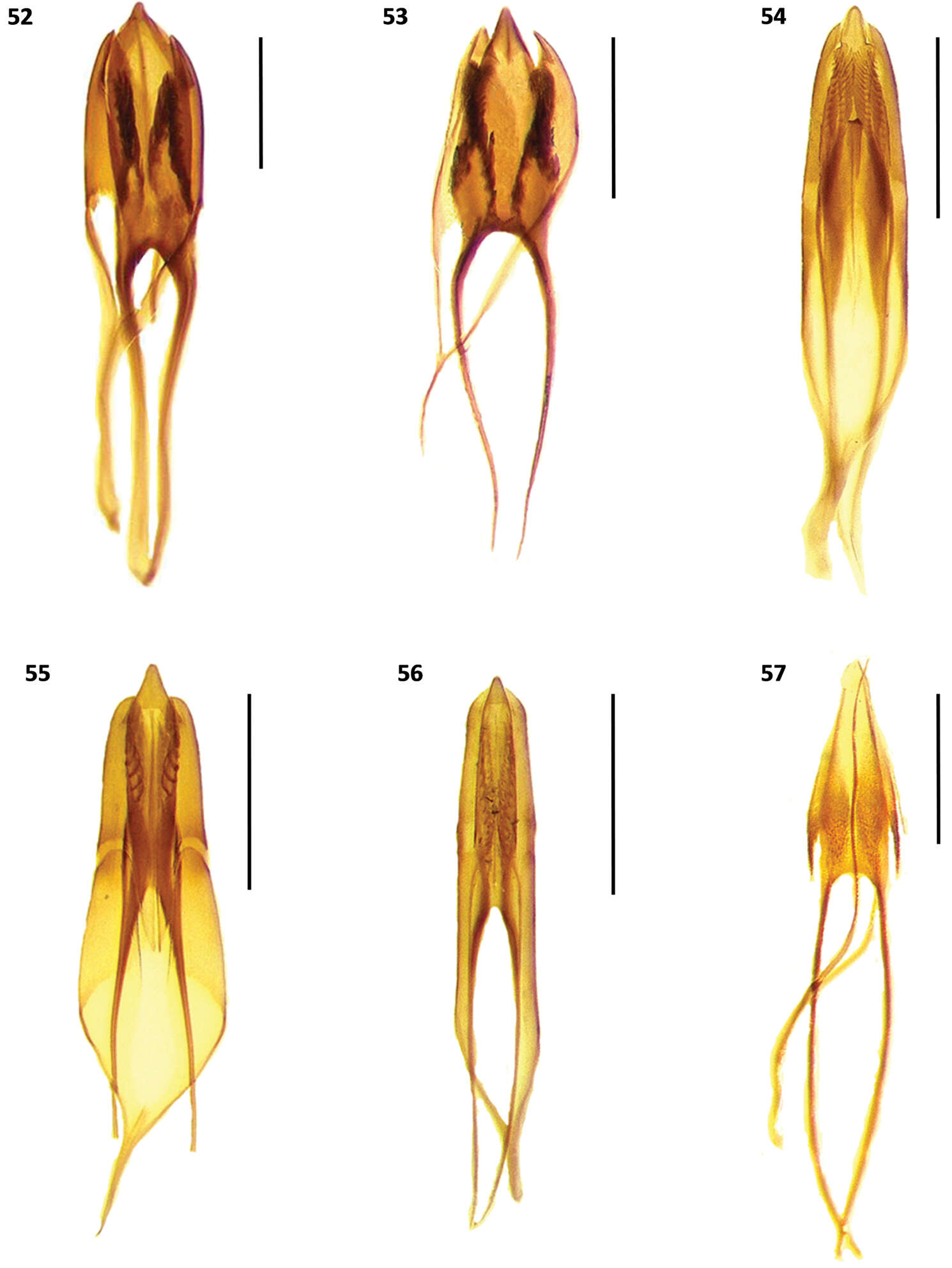 Image of Cymatodera vittata Burke