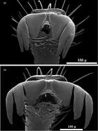 Image de Cymatodera obliquefasciata Schaeffer 1904