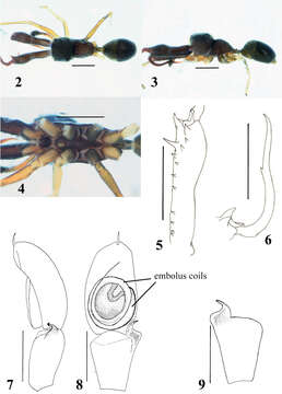 Image of Myrmarachne