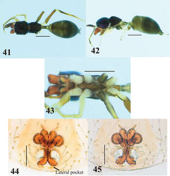 Image of Myrmarachne