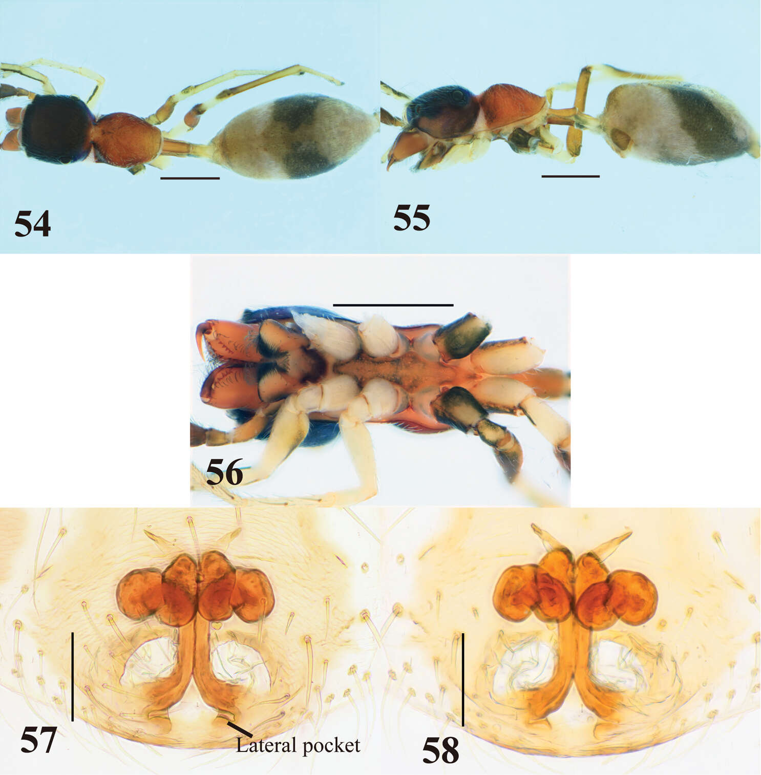 Image of Myrmarachne