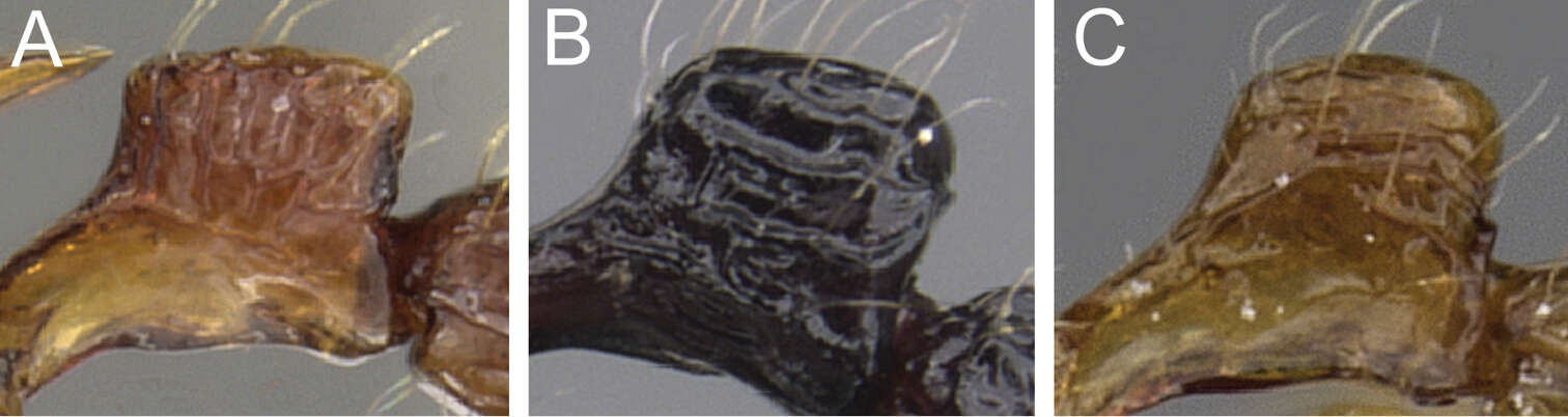 Image of Tetramorium capillosum Bolton 1980