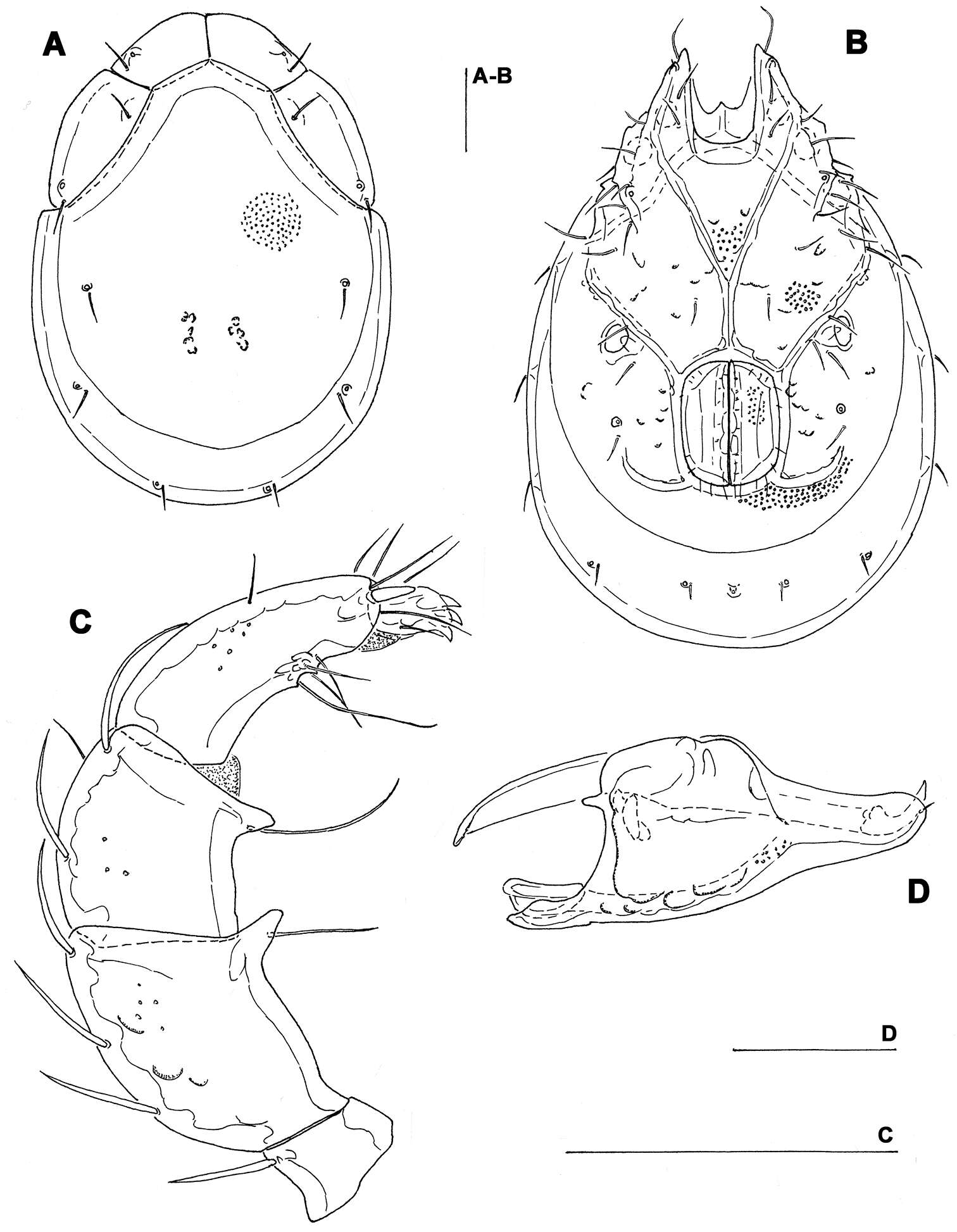 Imagem de Torrenticolidae