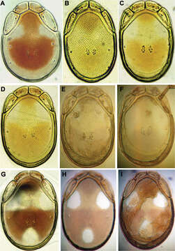 Image of <i>Torrenticola nipponica</i> Enami 1940