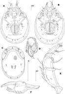 Image of <i>Torrenticola recentis</i> Tuzovskij 2003