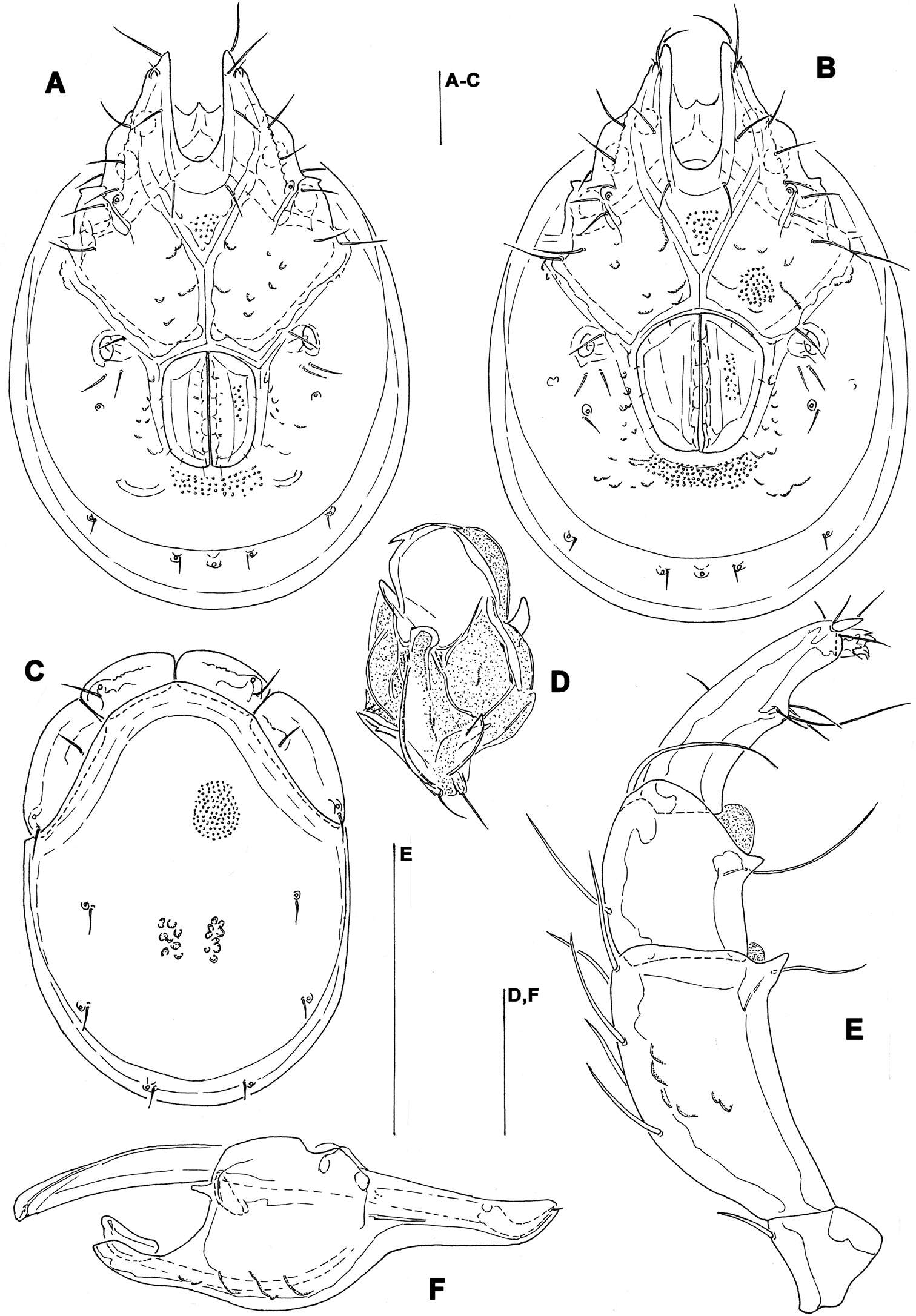 Image of <i>Torrenticola recentis</i> Tuzovskij 2003