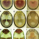 Image of <i>Torrenticola recentis</i> Tuzovskij 2003