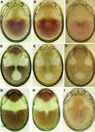 Image of <i>Torrenticola recentis</i> Tuzovskij 2003