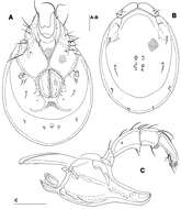 <i>Torrenticola ussuriensis</i> (Sokolow 1940)的圖片