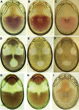 صورة <i>Torrenticola ussuriensis</i> (Sokolow 1940)