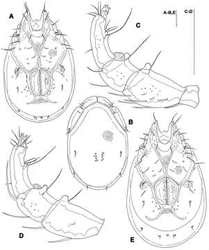 <i>Torrenticola turkestanica</i> Sokolow 1926的圖片