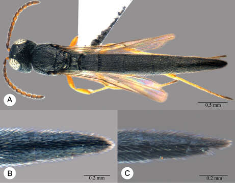 Image of Macroteleia livingstoni Saraswat 1982