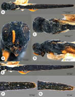 Image of Macroteleia peliades Kozlov & Lê 2000