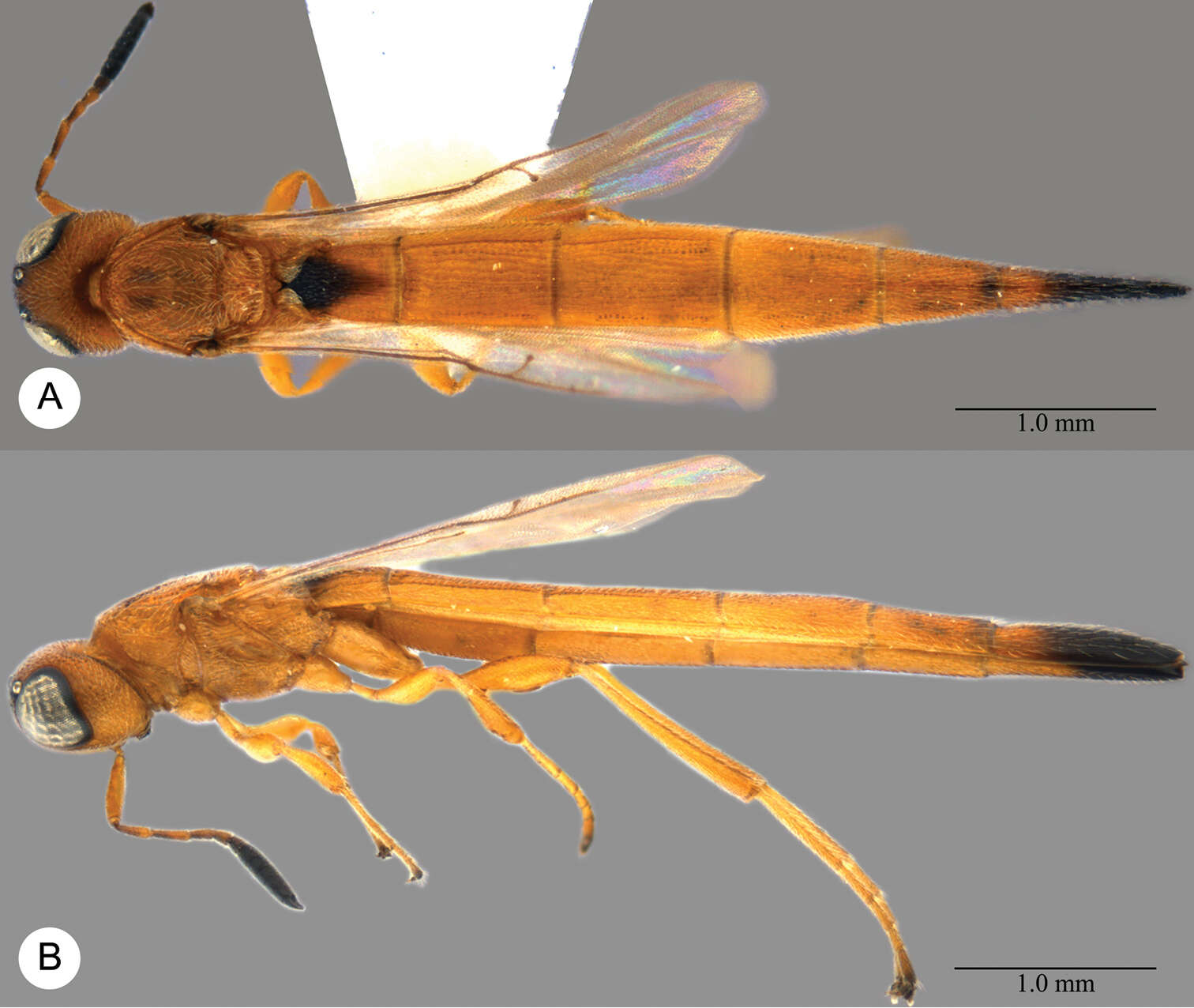 Image of Macroteleia rufa Szelényi 1938