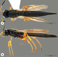 Image of Macroteleia salebrosa Chen, Johnson, Masner & Xu 2013