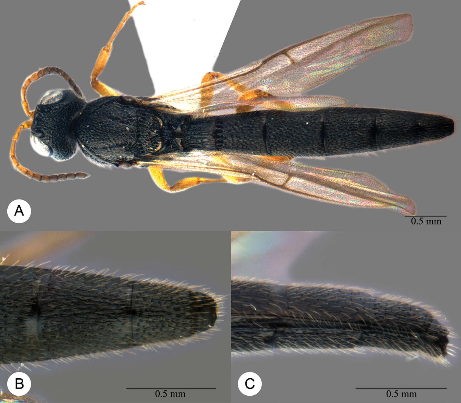 Image of Macroteleia salebrosa Chen, Johnson, Masner & Xu 2013