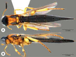 Image of Macroteleia semicircula Chen, Johnson, Masner & Xu 2013