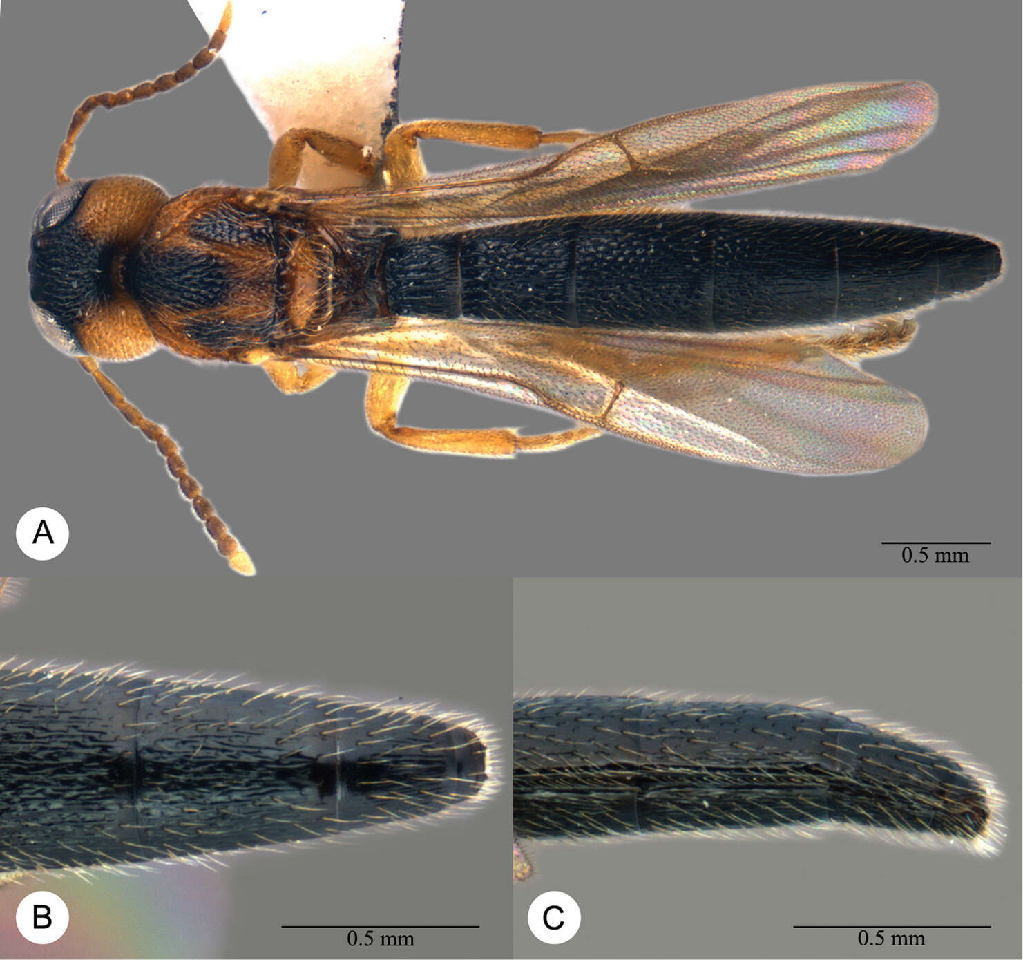 Image of Macroteleia semicircula Chen, Johnson, Masner & Xu 2013