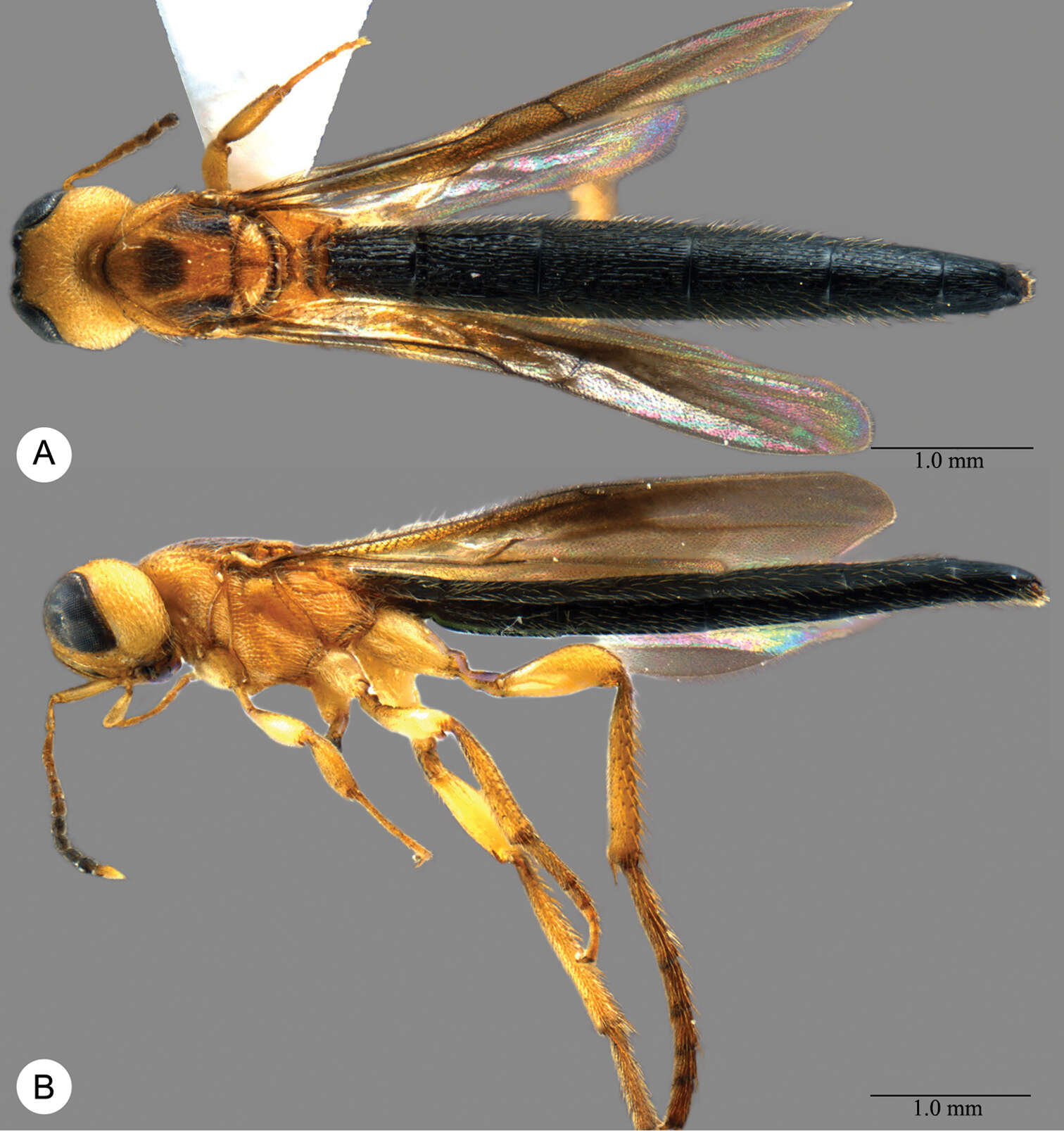 Image of Macroteleia spinitibia Chen, Johnson, Masner & Xu 2013