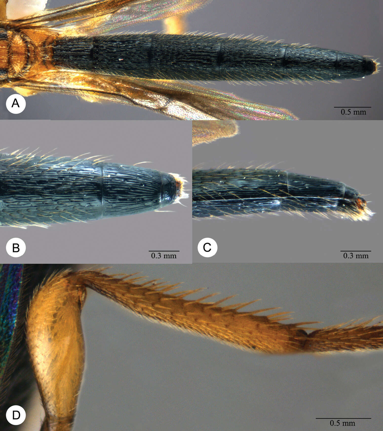 Image of Macroteleia spinitibia Chen, Johnson, Masner & Xu 2013